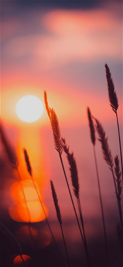 صور خلفية  شمس تغرب وراء سنابل القمح  للجوال