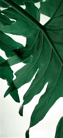 خلفية  أوراق نبات الزينة الخضراء العملاقة  للجوال