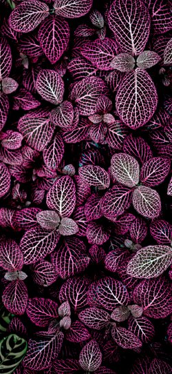 خلفية  أوراق نبات صغيرة بنفسجية اللون  للجوال
