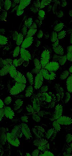 خلفية  أوراق السرخس الخضراء في الغابة المعتمة  للجوال