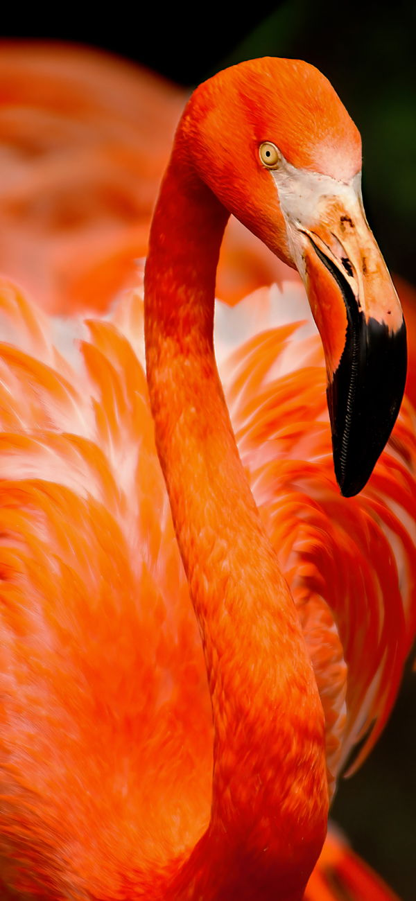 خلفية طائر الفلامينجو البرتقالي الكبير للجوال