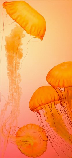 خلفية  قناديل البحر البرتقالية  للبرتقالية