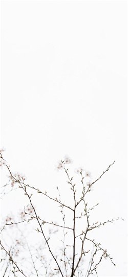 خلفية  زهور المشمش البيضاء الجميلة  للجوال