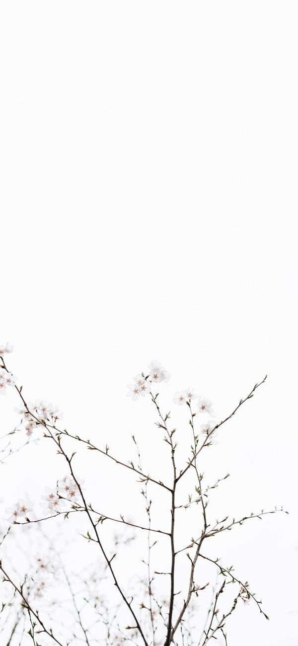 خلفية زهور المشمش البيضاء الجميلة للجوال