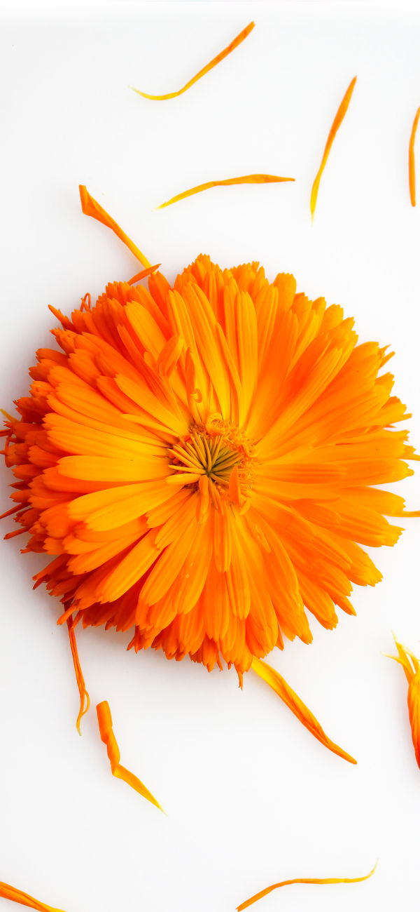 خلفية زهرة برتقالية على سطح أبيض للجوال