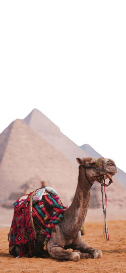 خلفية  جمال سياحي جالس أمام أهرامات الجيزة  للجوال