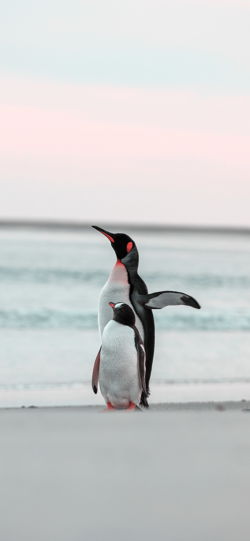 خلفية طائر البطريق مع صغيره على رمال الشاطئ للجوال
