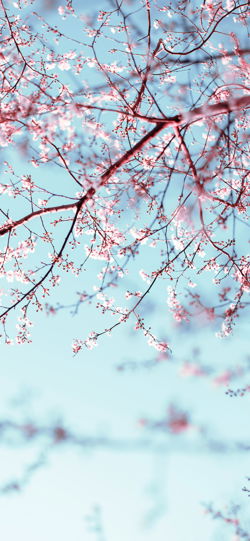 خلفية  أزهار الأشجار في سماء تركوازية جميلة  للجوال