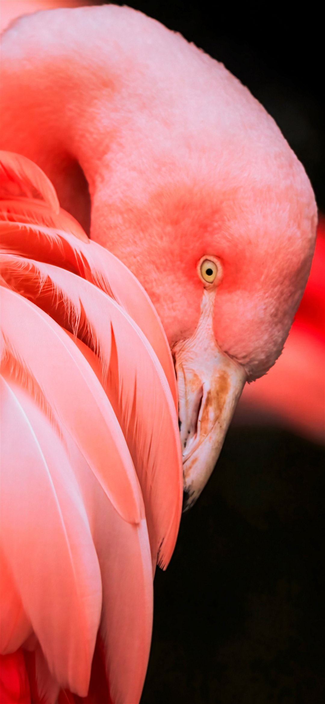 خلفية طائر النحام الوردي مختبئ تحت جناحه
