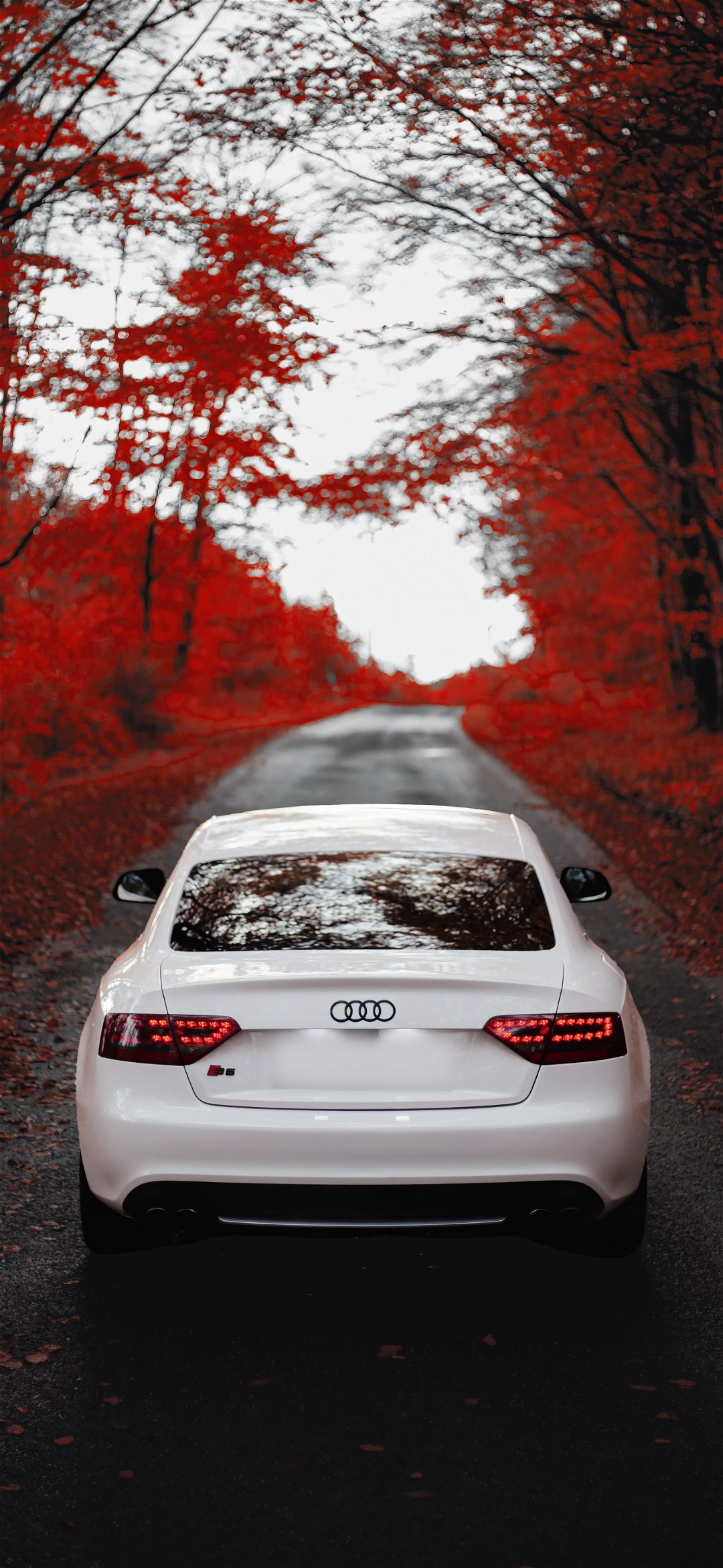 خلفية سيارة أودي بيضاء تحت أوراق الخريف الحمراء