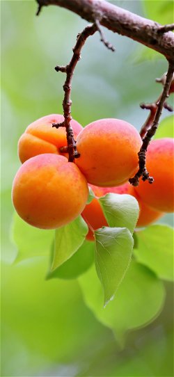 خلفية  ثمار المشمش البرتقالية على الشجرة الخضراء  للبرتقالية