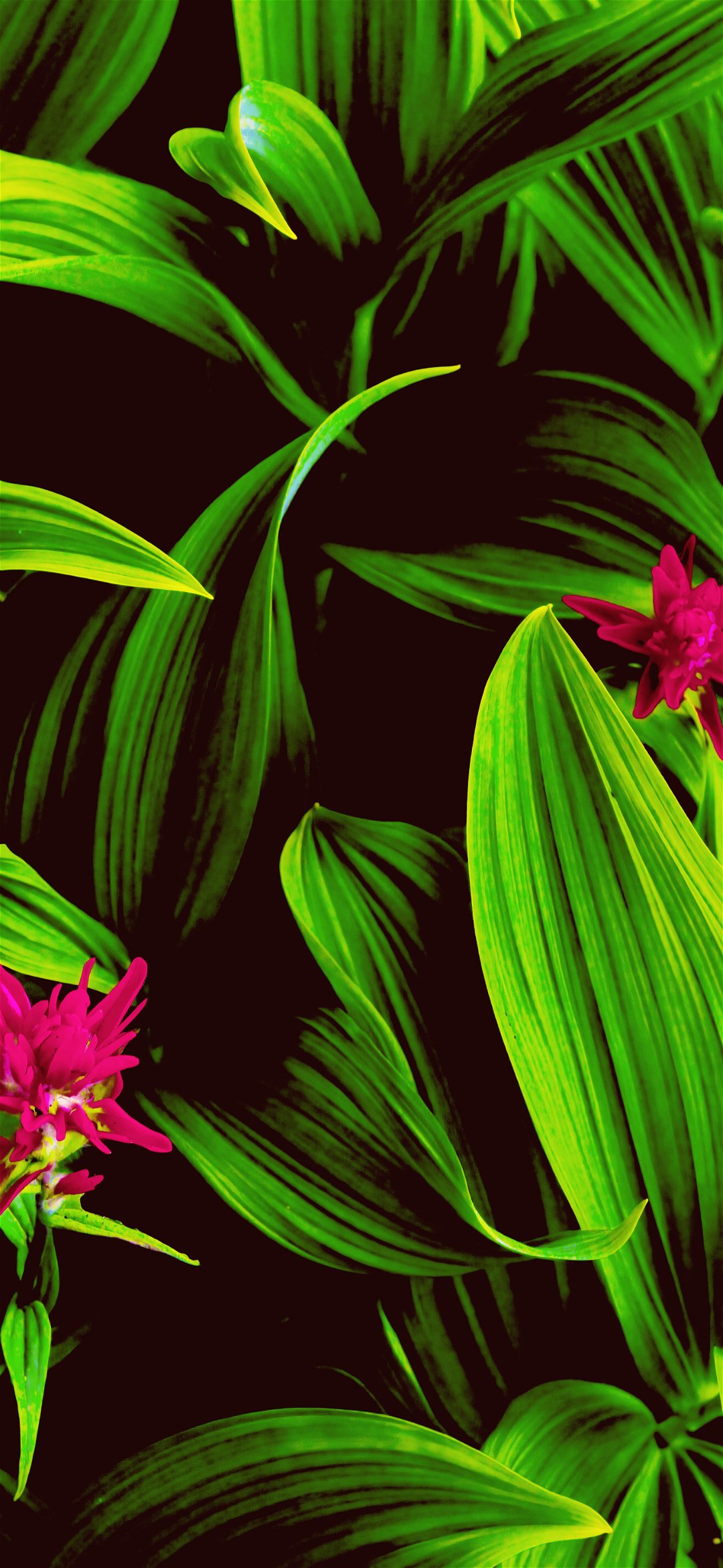 خلفية أوراق نبات الزينة الخضراء اليانعة