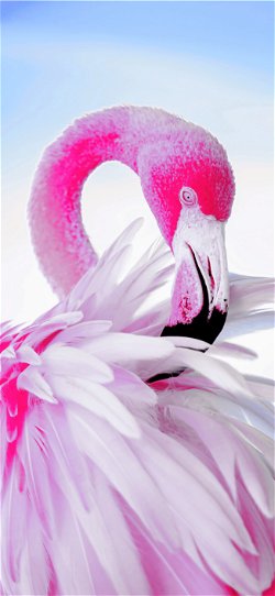 خلفية  طائر الفلامينجو الوردي يلعب بريشه الجميل  للجوال