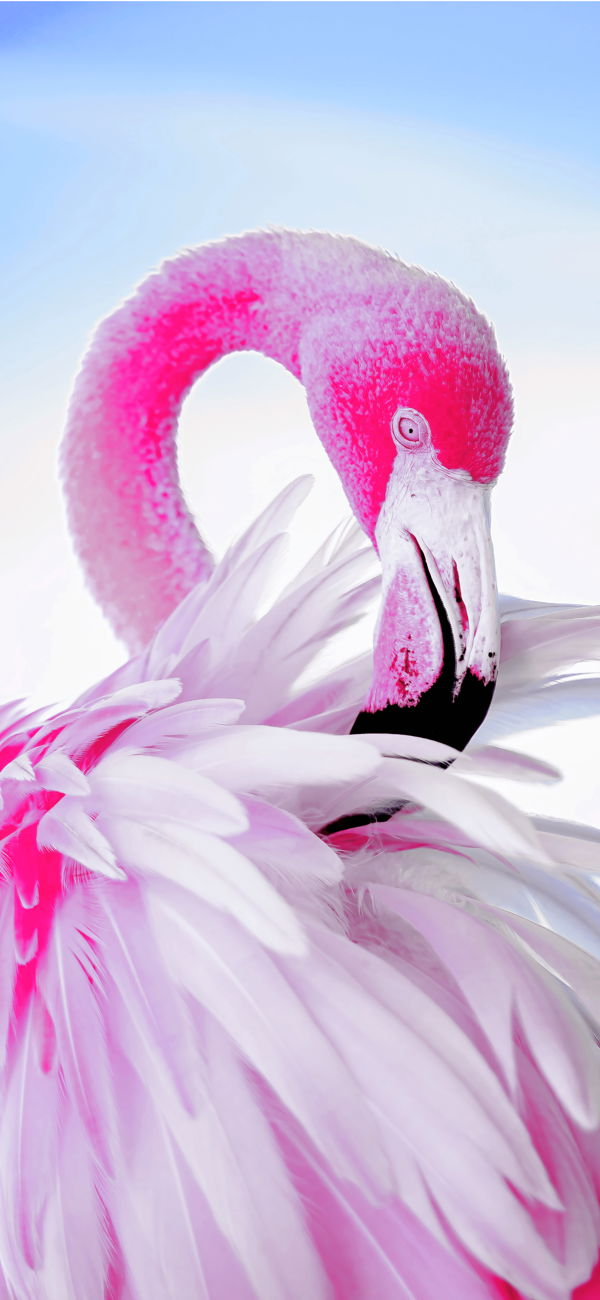 خلفية طائر الفلامينجو الوردي يلعب بريشه الجميل للجوال