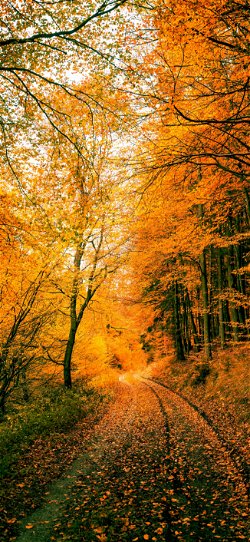 خلفية  طريق الغابة المليء بالأوراق المتساقطة وقت الخريف  للجوال